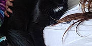 Slick joined the competition — help win amazing prizes! black_cat, cat, pet, indoor, person, lap, white_shirt, brown_couch, furniture, table, chair, yellow_eyes, animal, cozy, relaxing, home, blanket, tail, fur, resting