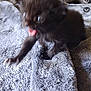 kitten, black_cat, furry, pet, animal, blanket, indoor, cute, small, feline, young, playful, paw, mouth_open, fur, cozy, soft, gray, bed, resting