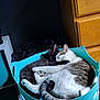 cat, cats, sleeping, snuggling, laundry_basket, indoor, furniture, paw, tabby, black_cat, cozy, resting, cute, pet, animal, domestic, fur, tail, relaxing, home