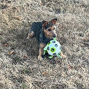 Paddy participe au concours pour gagner de l'argent avec cette photo : dog, ball, grass, outdoor, pet, animal, playing, toy, nature, brown, black, small_dog, paw_prints, leaf, daylight, canine, fur, alert, ground, playful