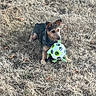 dog, ball, grass, outdoor, pet, animal, playing, toy, nature, brown, black, small_dog, paw_prints, leaf, daylight, canine, fur, alert, ground, playful