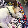 dog, sleeping, blanket, colorful, patterned, indoor, pet, canine, resting, collar, comfort, relaxation, floor, tile, furniture, side_view, close_up, animal, domestic, quiet