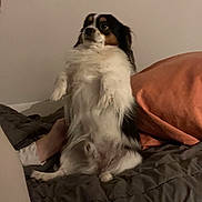 Pepito participe au concours pour gagner de l'argent avec cette photo : dog, bed, pillow, blanket, indoor, pet, fur, white, black, brown, small_dog, sitting, looking_up, cozy, furniture, home, animal, cute, companion, resting
