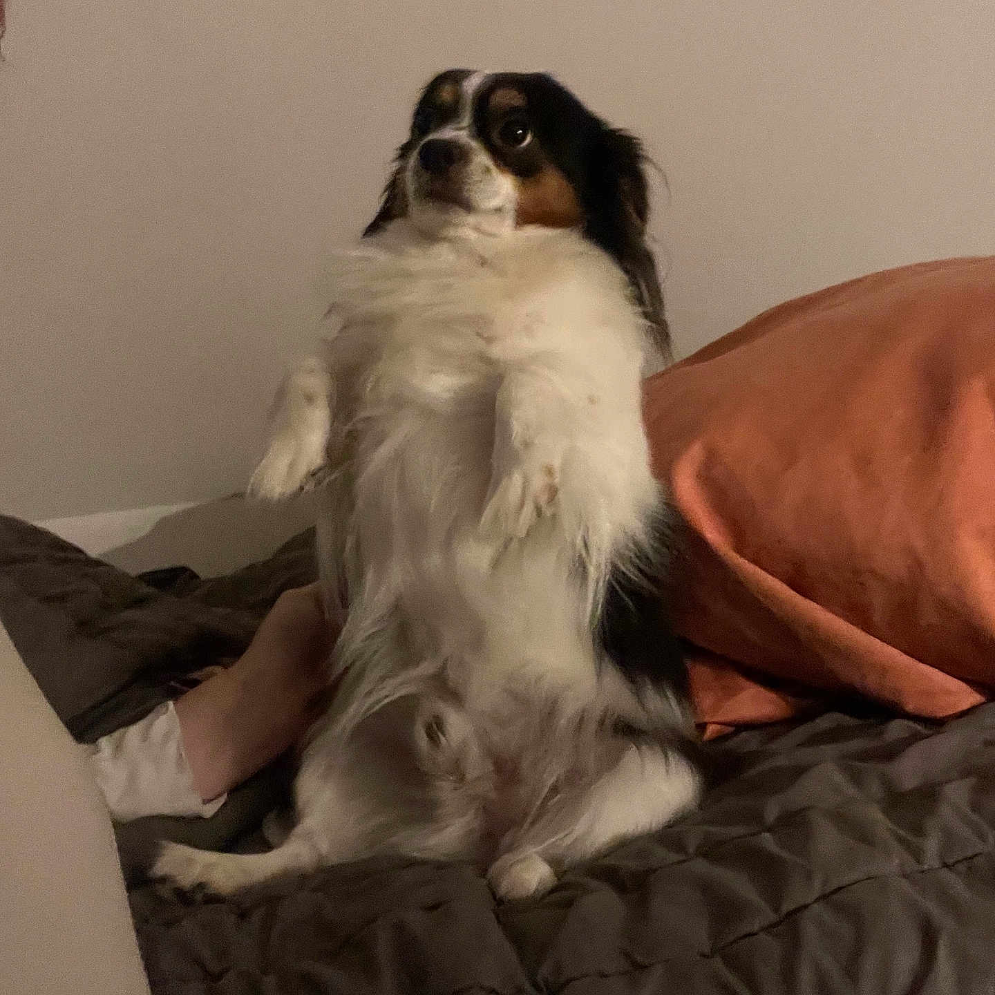 Pepito