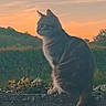 cat, tabby, sunset, sky, clouds, stone_wall, nature, outdoor, animal, pet, silhouette, landscape, peaceful, calm, evening, grass, shrubbery, tail, profile, quiet