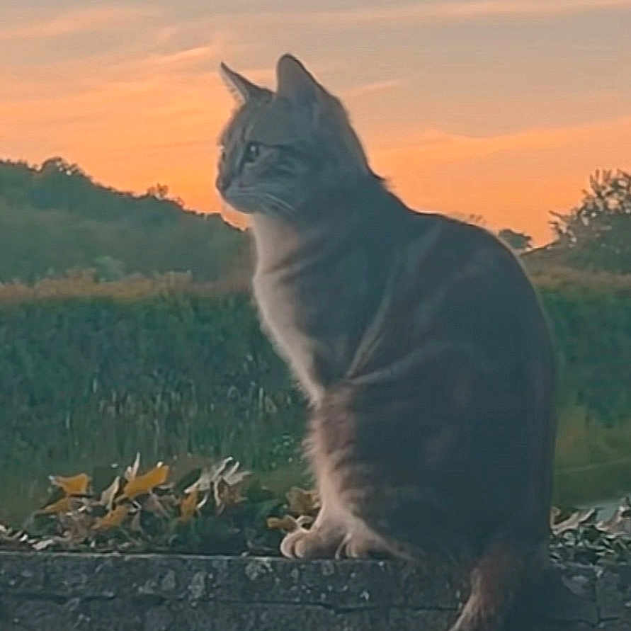 Nala a rejoint le concours — aidez-le/la à gagner de superbes lots ! cat, tabby, sunset, sky, clouds, stone_wall, nature, outdoor, animal, pet, silhouette, landscape, peaceful, calm, evening, grass, shrubbery, tail, profile, quiet