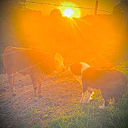 Stix joined the competition — help win amazing prizes! animal, backlit, barbed_wire_fence, cow, curious, dog, farm, field, friendship, grass, nature, outdoor, pasture, rural, silhouette, sky, sun, sunlight, sunset, warm_light