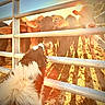 Stix is registered to the contest to win money with this photo: animal, black_and_white, cow, curious, daylight, dog, ears, farm, fence, ground, group, interaction, livestock, muzzle, nature, outdoor, pet, rural, sunlight, sunset