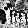 Stix joined the competition — help win amazing prizes! animal, barbed_wire, black_and_white, cow, curious, dog, domestic_animal, eye_contact, farm, fence, field, grass, interaction, mammal, muzzle, nature, outdoor, portrait, rural, standing