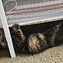 Yoda joined the competition — help win amazing prizes! kitten, cat, tortoiseshell, playing, carpet, indoor, furniture, shelf, paw, curious, pet, animal, young, cute, resting, floor, home, mesh, lying, small