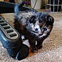 Yoda joined the competition — help win amazing prizes! kitten, cat, pet, indoor, carpet, furniture, wheel, curious, small, young, animal, fur, cute, exploring, closeup, domestic, black, brown, soft, home