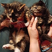 Yoda joined the competition — help win amazing prizes! kitten, cat, animal, pet, cute, hands, person, shirt, bracelet, tattoo, feline, fur, indoor, portrait, holding, mammal, whiskers, claws, young, domestic