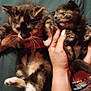kitten, cat, animal, pet, cute, hands, person, shirt, bracelet, tattoo, feline, fur, indoor, portrait, holding, mammal, whiskers, claws, young, domestic