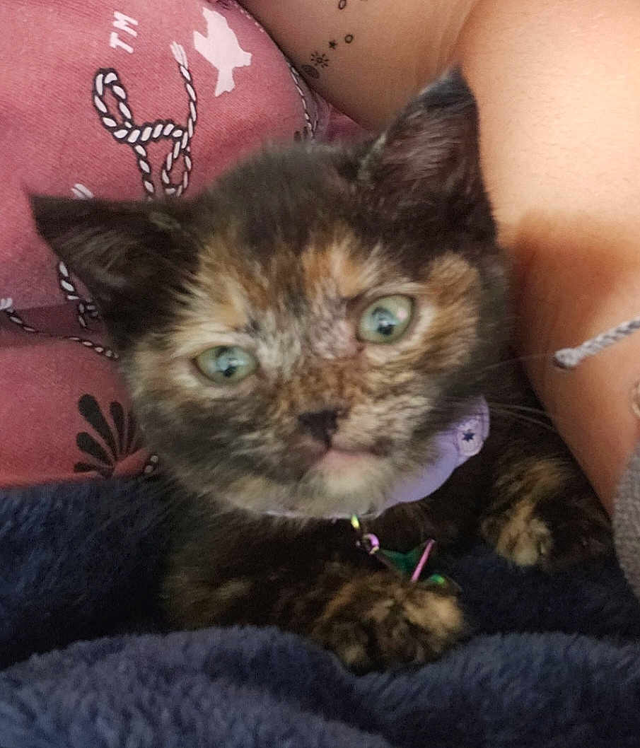 Yoda is registered to the contest to win money with this photo: kitten, cat, tortoiseshell, close_up, green_eyes, pet, animal, feline, collar, blanket, resting, cute, young, fur, whiskers, indoor, human_arm, patterned_background, pink, soft