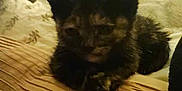 Yoda is registered to the contest to win money with this photo: kitten, cat, tortoiseshell, pillow, bed, lights, fairy_lights, cozy, indoor, pet, cute, small, resting, feline, furry, animal, soft, warm, background, texture