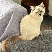 Agathe a rejoint le concours — aidez-le/la à gagner de superbes lots ! cat, blue_eyes, fluffy, sitting, couch, indoor, pet, feline, curious, tail, fur, wooden_stairs, quilted_bedspread, home_interior, looking_at_camera, animal, domestic_cat, relaxed, cozy, texture