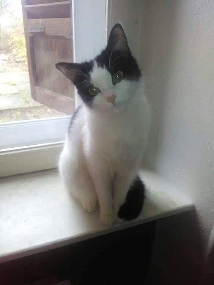 Kitty participe au concours pour gagner de l'argent avec cette photo : carnivore, cat, domestic_short_haired_cat, eye, felidae, flooring, fur, paw, small_to_medium_sized_cats, snout, tail, whiskers, window