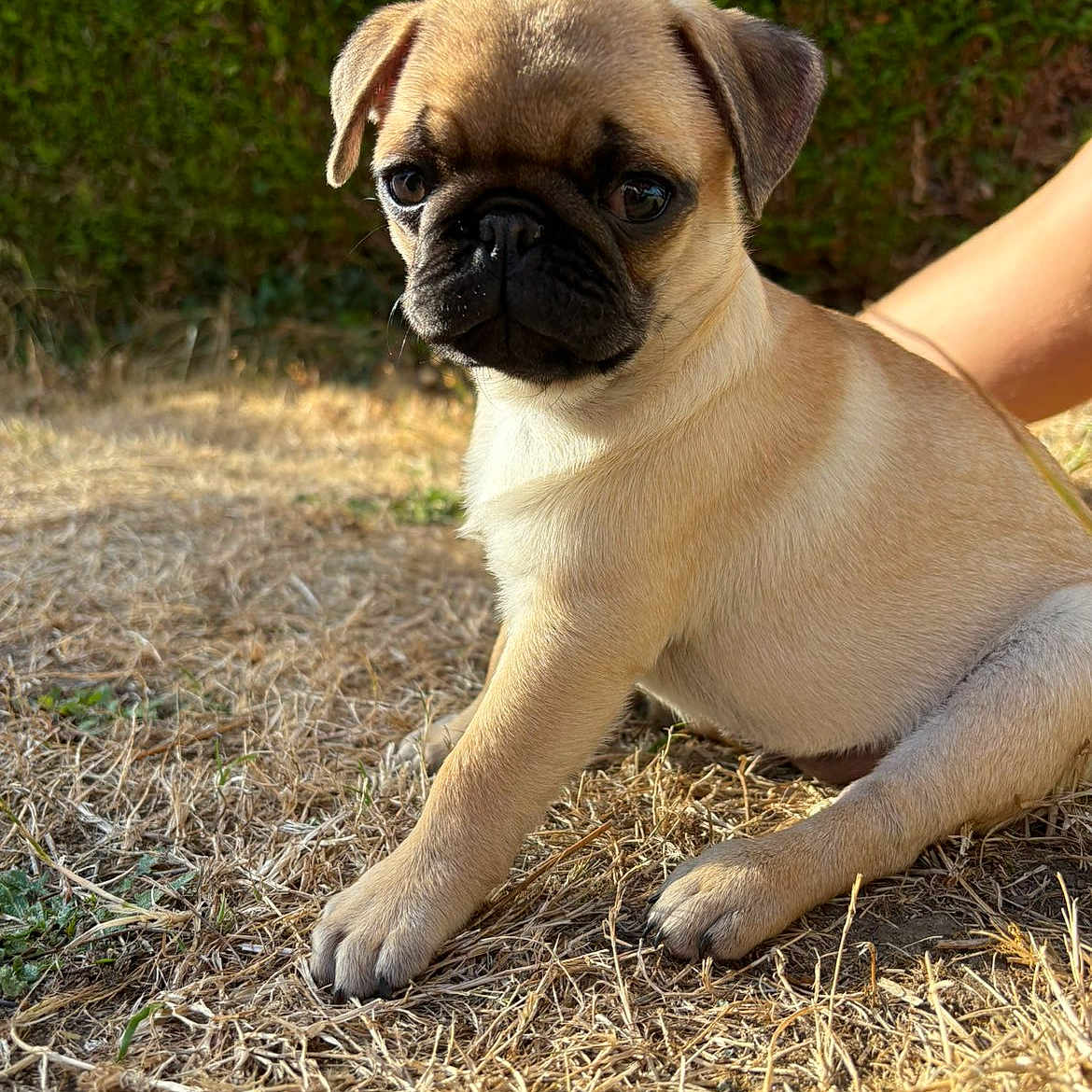 Baya participe au concours pour gagner de l'argent avec cette photo : dog, puppy, pug, outdoor, grass, sunlight, pet, animal, cute, brown, fur, small, young, canine, nature, sitting, portrait, closeup, adorable, companion