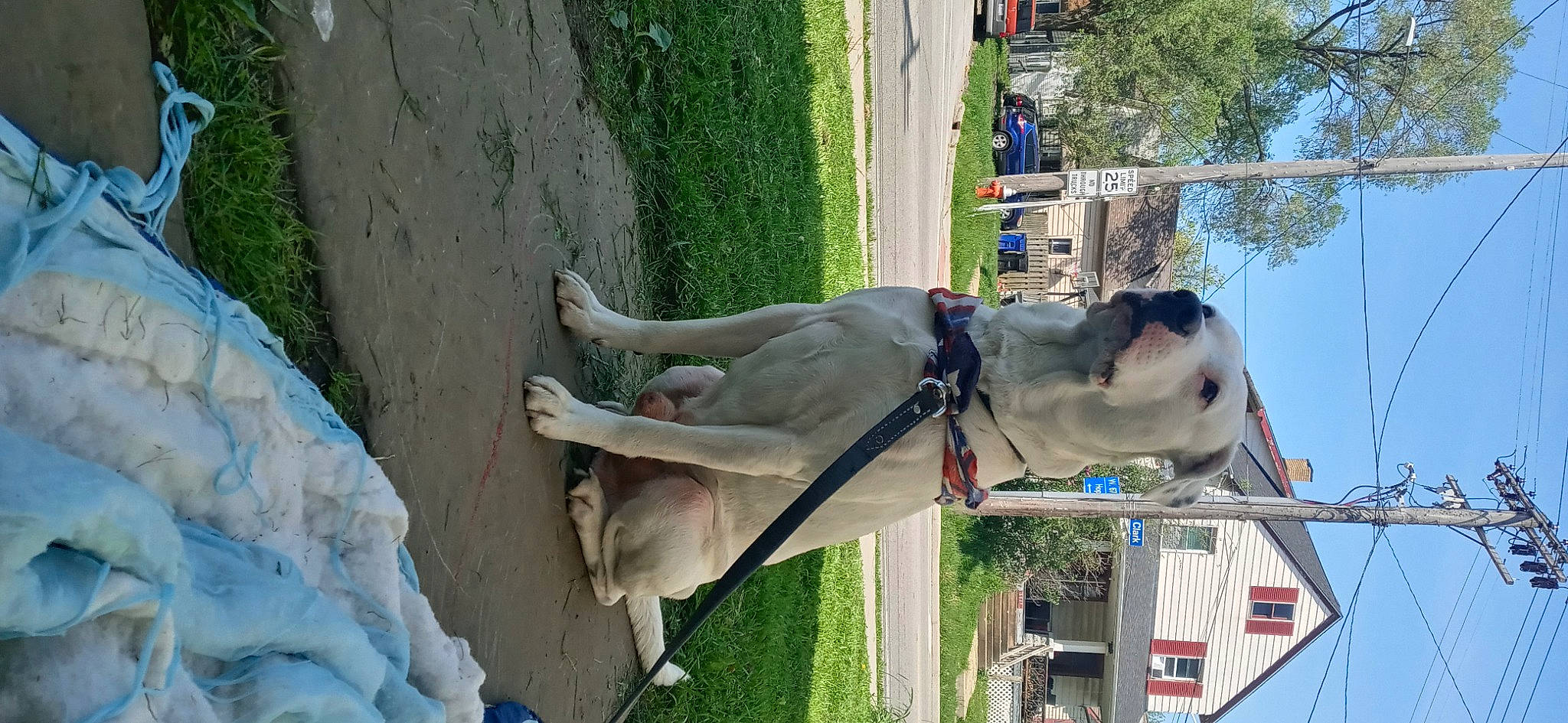 Thunder is registered to the contest to win money with this photo: bridle, car, collar, electrical_supply, fawn, plant, pole, sculpture, sky, snout, stallion, tail, tree, working_animal