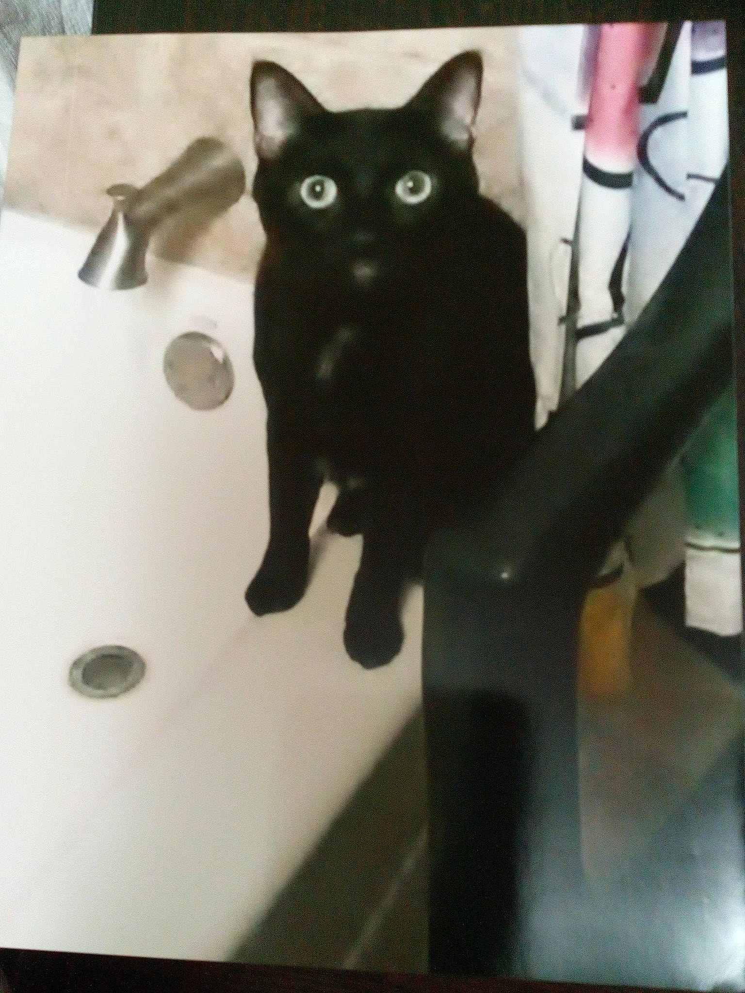 Snookums joined the competition — help win amazing prizes! black_cat, bombay, carnivore, cat, domestic_short_haired_cat, felidae, fictional_character, fur, metal, paw, rectangle, room, small_to_medium_sized_cats, snout, square, stairs, tail, whiskers