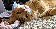 Boots is registered to the contest to win money with this photo: animal, carpet, cat, closeup, cute, domestic_animal, ears, feline, floor, fur, household, indoor, nose, orange_tabby, paw, pet, playful, relaxed, toy, whiskers
