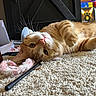 Boots is registered to the contest to win money with this photo: cat, orange_tabby, carpet, toy, indoor, pet, feline, whiskers, paw, relaxed, playful, closeup, fur, nose, ears, domestic_animal, household, floor, cute, animal