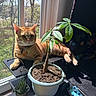 cat, orange_tabby, plant, potted_plant, succulent, window, sunlight, indoor, shelf, desk, keyboard, greenery, relaxing, pet, animal, home, natural_light, leaf, soil, feline