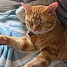 Boots is registered to the contest to win money with this photo: cat, orange_tabby, sleeping, pet, collar, tag, blanket, soft, cozy, indoor, resting, feline, whiskers, ears, paw, fur, cute, comfortable, domestic_animal, relaxing