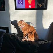 Boots joined the competition — help win amazing prizes! cat, orange_tabby, licking, shadow, sunlight, black_leather_couch, wall, framed_artwork, superhero_masks, indoor, pet, feline, perched, candid, playful, cozy, decor, animal, home, light_and_shadow