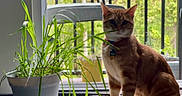 Boots joined the competition — help win amazing prizes! cat, orange_tabby, plant, potted_plant, window, indoor, greenery, collar, pet, animal, curious, sitting, natural_light, feline, domestic_cat, leaf, balcony, background, houseplant, quiet