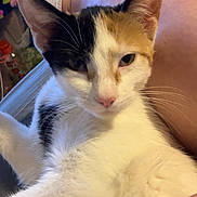 Arizona joined the competition — help win amazing prizes! cat, calico, pet, animal, indoor, relaxing, lap, human, foot, sock, feline, whiskers, ears, fur, closeup, comfort, resting, domestic, cute, cozy