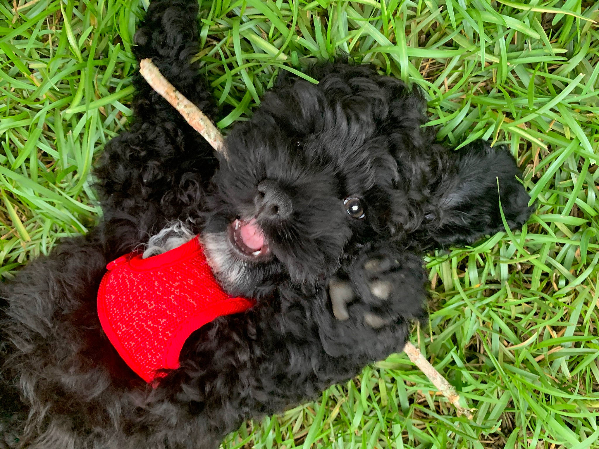 Meeko joined the competition — help win amazing prizes! affenpinscher, bolonka, bouvier_des_flandres, canidae, carnivore, cockapoo, dog, dog_breed, grass, lagotto_romagnolo, miniature_poodle, non_sporting_group, poodle_crossbreed, portuguese_water_dog, puppy, schnoodle, spanish_water_dog, sporting_group, terrier, toy_poodle