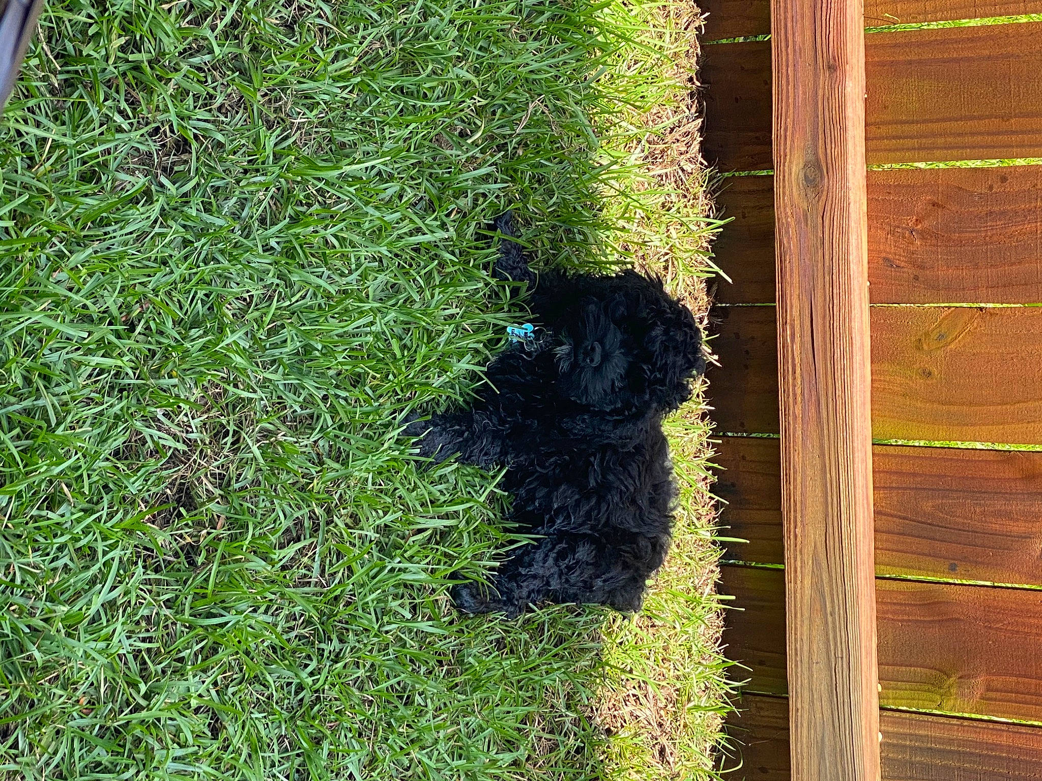 Meeko joined the competition — help win amazing prizes! barbet, canidae, grass, grass_family, plant, shadow, shrub, spanish_water_dog, sporting_group