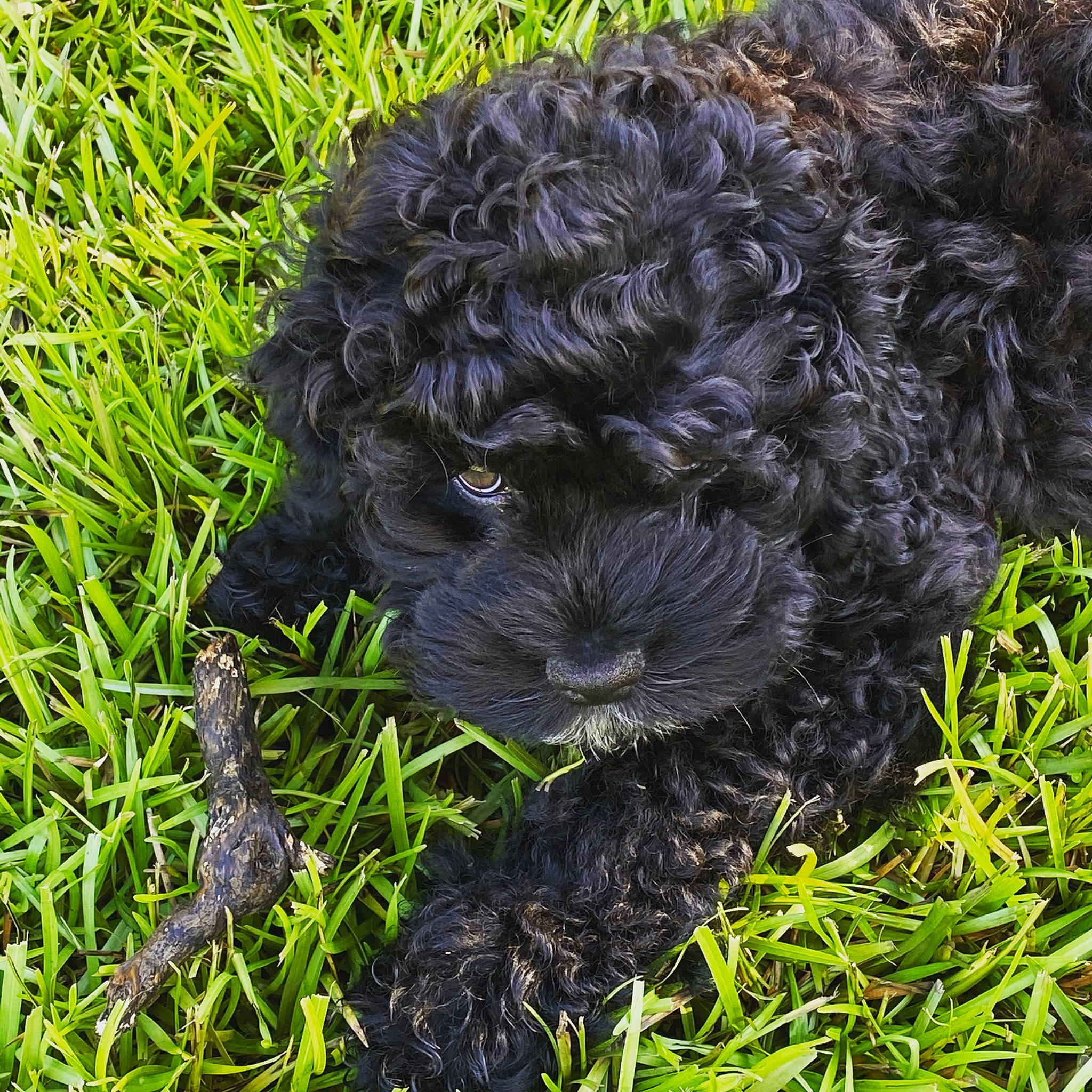 Meeko joined the competition — help win amazing prizes! affenpinscher, barbet, bolonka, canidae, carnivore, cockapoo, dog, dog_breed, grass, lagotto_romagnolo, miniature_poodle, poodle_crossbreed, portuguese_water_dog, puppy, schnoodle, shih_poo, spanish_water_dog, sporting_group, toy_poodle, water_dog