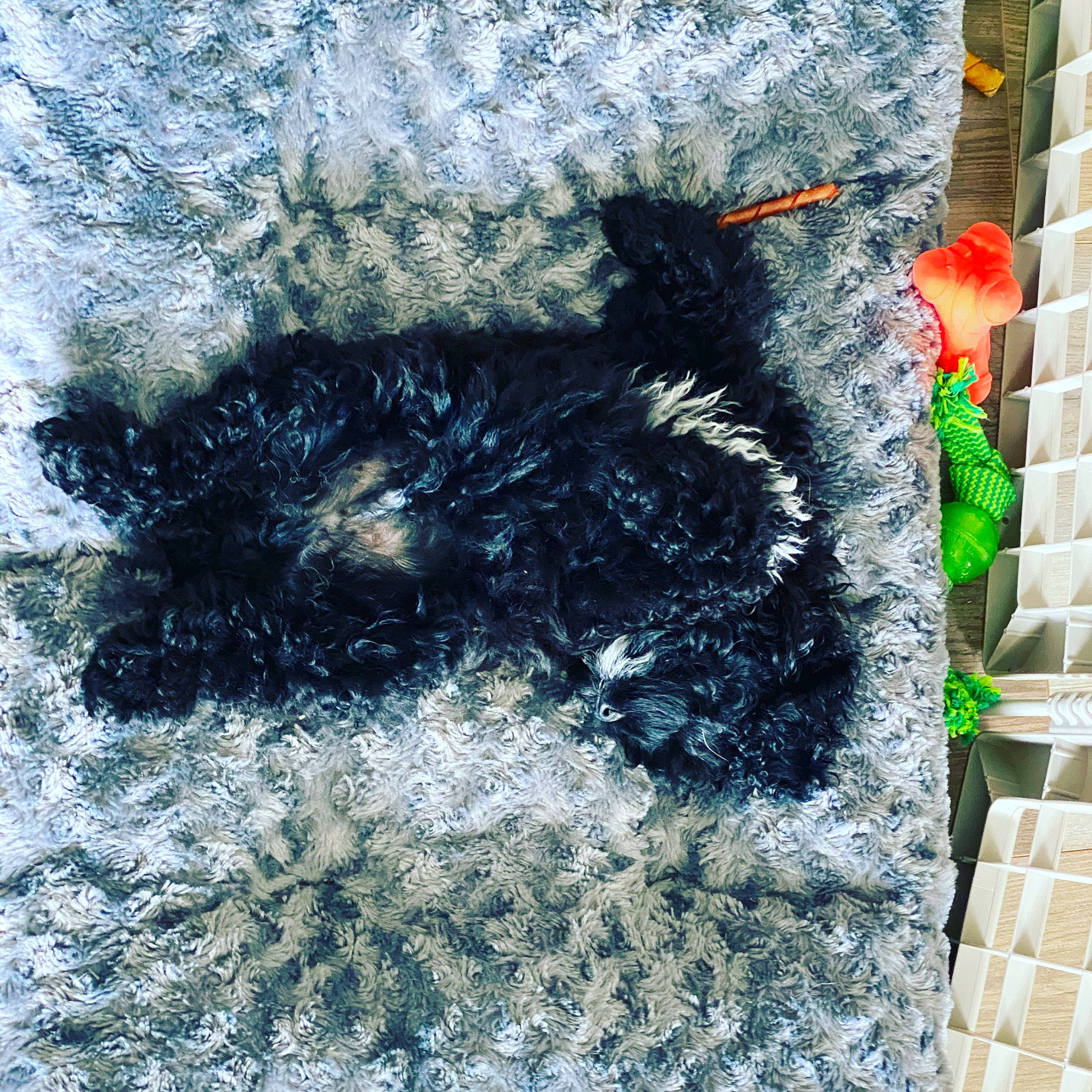 Meeko is registered to the contest to win money with this photo: canidae, carnivore, dog, fur, shadow, sporting_group, tail, terrier