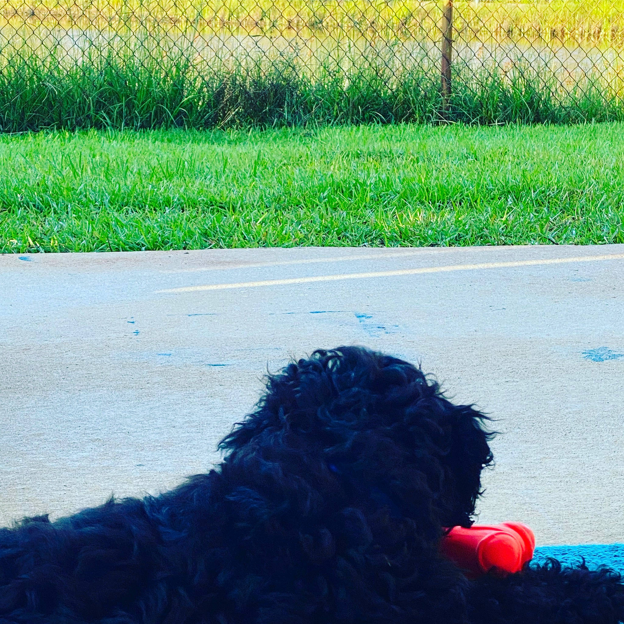 Meeko joined the competition — help win amazing prizes! barbet, canidae, dog, dog_breed, grass, green, labradoodle, shadow, sky, spanish_water_dog, sporting_group, tints_and_shades