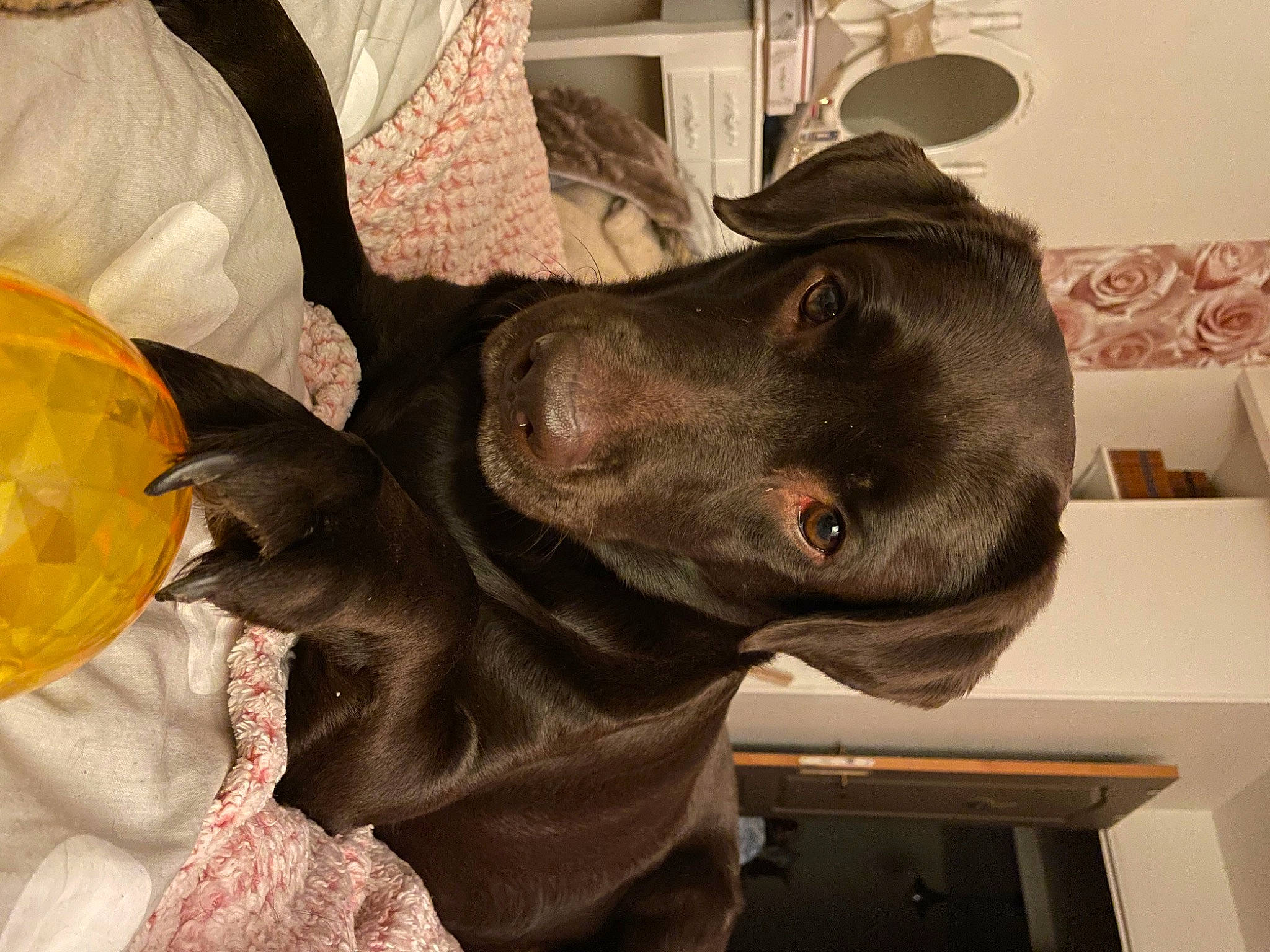 Praline a rejoint le concours — aidez-le/la à gagner de superbes lots ! canidae, carnivore, collar, companion_dog, dog, dog_breed, dog_collar, ear, fawn, fur, guard_dog, jaw, liver, pointing_breed, sculpture, snout, sporting_group, weimaraner, whiskers, working_animal