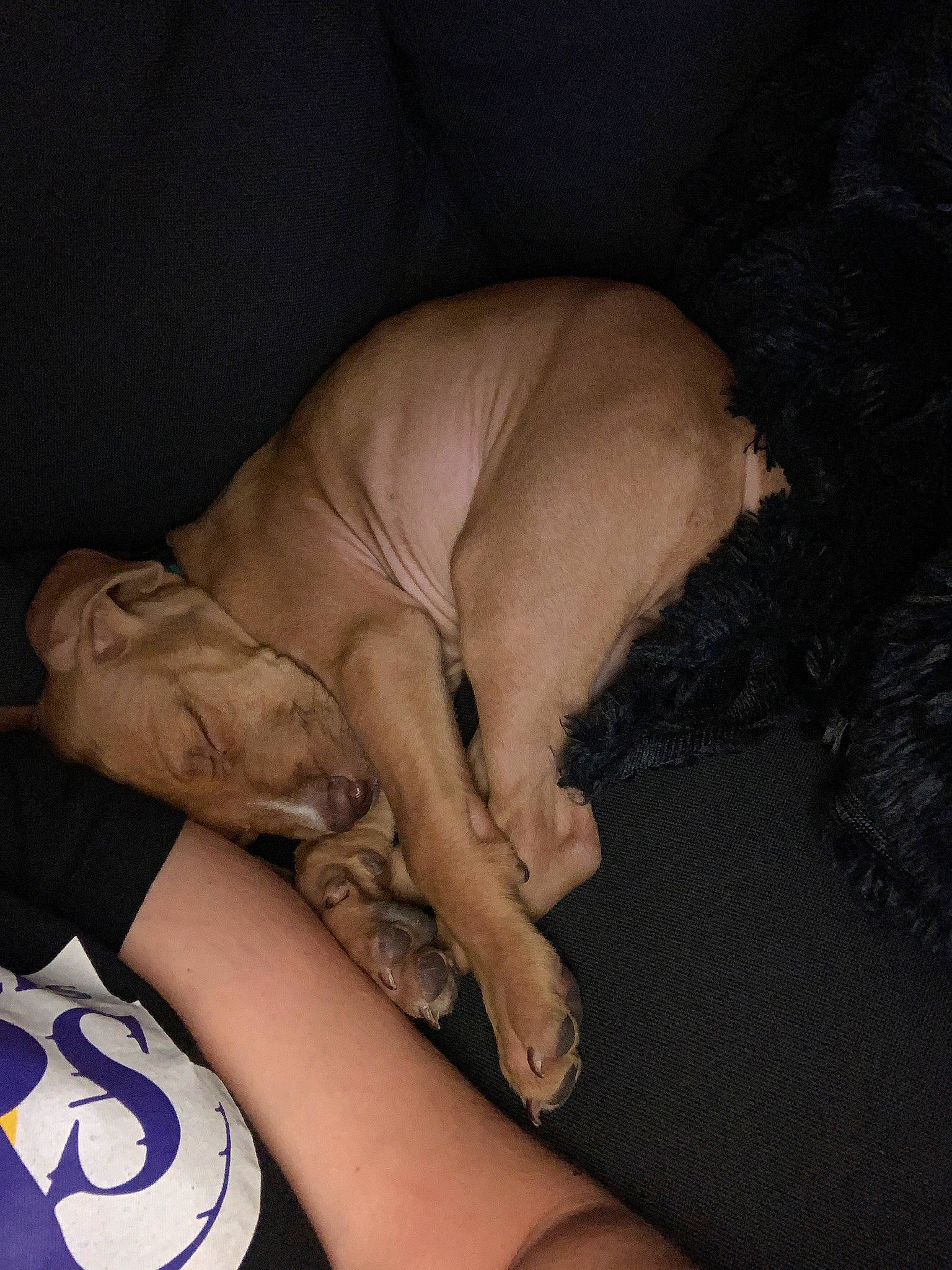 Kimbo participe au concours pour gagner de l'argent avec cette photo : canidae, carnivore, cat, companion_dog, dog, dog_breed, fawn, felidae, hand, non_sporting_group, peterbald, small_to_medium_sized_cats, sphynx, sporting_group