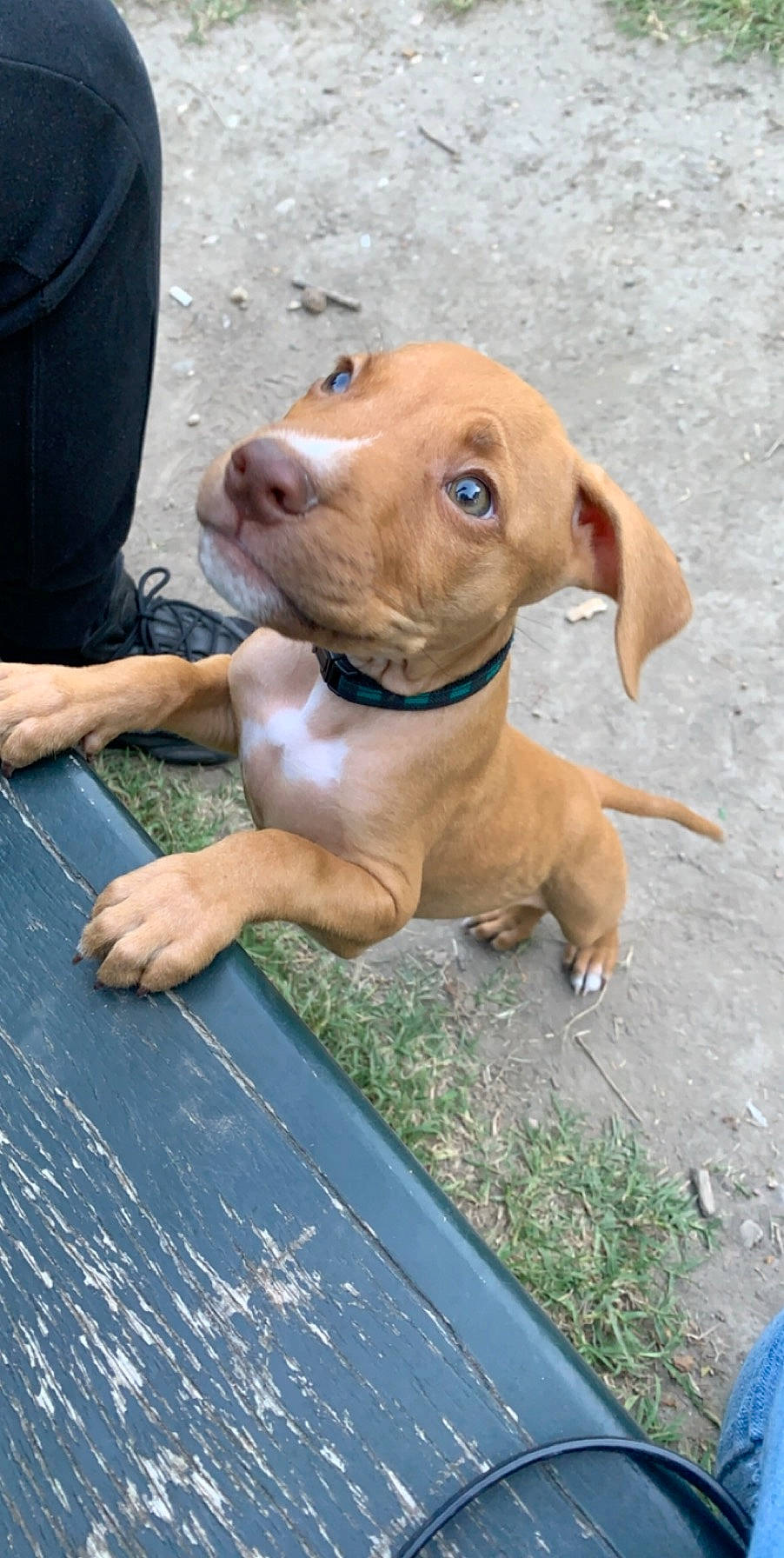 Kimbo participe au concours pour gagner de l'argent avec cette photo : american_pit_bull_terrier, canidae, carnivore, dog, dog_breed, fawn, mammal, non_sporting_group, pit_bull, snout, sporting_group, vertebrate, vizsla