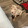 Zoey joined the competition — help win amazing prizes! puppy, dog, floor, wooden_floor, indoor, pet, animal, carpet, rug, bed, curious, sitting, looking_up, ears, cute, young_dog, domestic, brown, white, speckled