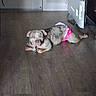 Zoey is registered to the contest to win money with this photo: animal, brown, canine, collar, curious, diaper, dog, domestic, ears, floor, gray, heater, indoor, laying_down, looking, pattern, pet, pink, room, wooden_floor
