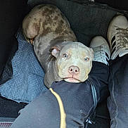 Zoey is registered to the contest to win money with this photo: puppy, dog, car, floor_mat, white_sneakers, black_pants, resting, looking_up, cute, pet, indoor, light_blue_eyes, spotted_fur, animal, companion, legs, human, footwear, casual, cozy