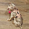 Zoey joined the competition — help win amazing prizes! dog, puppy, harness, pink, toy, wooden_floor, pet_accessories, curious, sitting, looking_back, indoor, brown, spotted, playful, animal, young_dog, cute, pet, flooring, canine