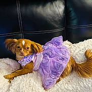 Nala Dejesus is registered to the contest to win money with this photo: animal, black_leather_couch, comfortable, cozy, cute, dog, ears, fabric_roses, fashion, fluffy_blanket, fur, indoor, pet, pet_clothing, portrait, purple_dress, relaxed, resting, small_dog, tail