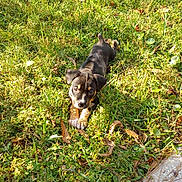 Tito is registered to the contest to win money with this photo: puppy, dog, grass, outdoor, sunlight, pet, animal, greenery, nature, young, cute, playful, mammal, canine, small, fur, ears, eyes, paws, sunshine
