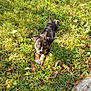 puppy, dog, grass, outdoor, sunlight, pet, animal, greenery, nature, young, cute, playful, mammal, canine, small, fur, ears, eyes, paws, sunshine