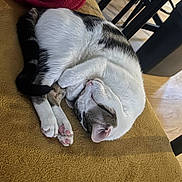 Keith a rejoint le concours — aidez-le/la à gagner de superbes lots ! cat, sleeping, curled_up, white_and_gray, pink_paws, blanket, red_blanket, chair_legs, wooden_floor, indoor, cozy, resting, pet, fur, domestic_animal, relaxed, soft_texture, mustard_surface, quiet, peaceful