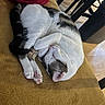 cat, sleeping, curled_up, white_and_gray, pink_paws, blanket, red_blanket, chair_legs, wooden_floor, indoor, cozy, resting, pet, fur, domestic_animal, relaxed, soft_texture, mustard_surface, quiet, peaceful