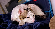 Keith a rejoint le concours — aidez-le/la à gagner de superbes lots ! cat, animal, pet, feline, resting, indoor, blanket, blue, fur, whiskers, ears, cute, domestic, closeup, relaxing, laying, soft, tail, pink_nose, eyes
