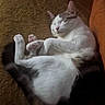 Keith participe au concours pour gagner de l'argent avec cette photo : cat, sleeping, resting, fur, pet, animal, cozy, indoor, relaxed, whiskers, paws, cute, feline, domestic, mammal, brown, white, quiet, comfortable, nap